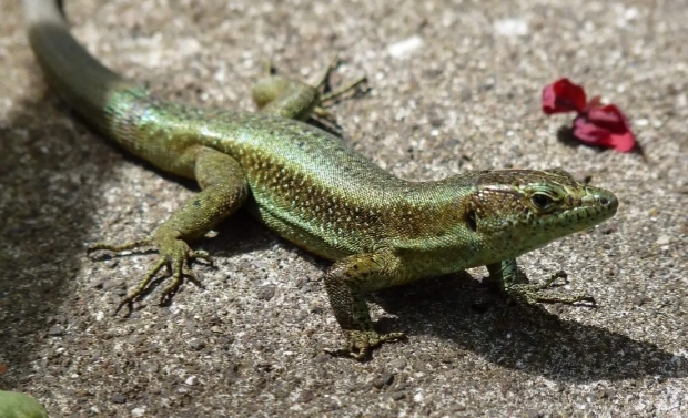 Gardening Chronicles: Weeds, Lizards, and&nbsp;Beer