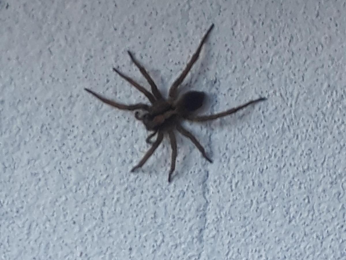 A Day in Madeira: Dogs, Spiders, and Scenic&nbsp;Walks